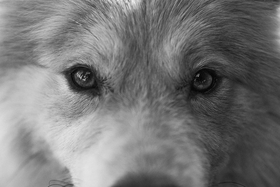 Dog Eyes