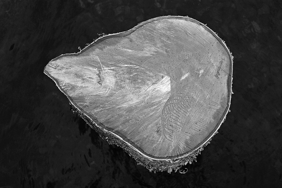 Betula pubescens 1901-2008