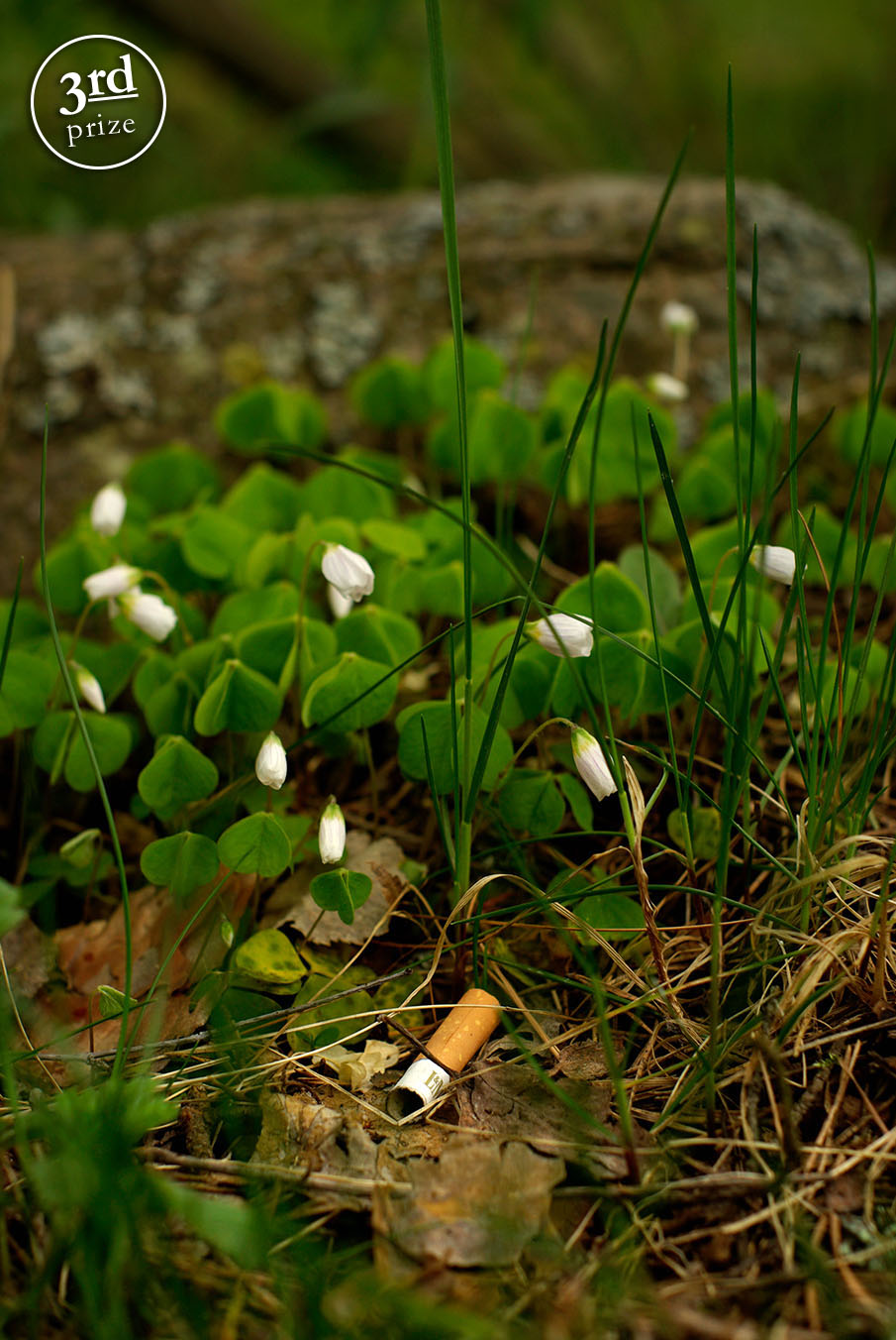 Oxalis nicotinella